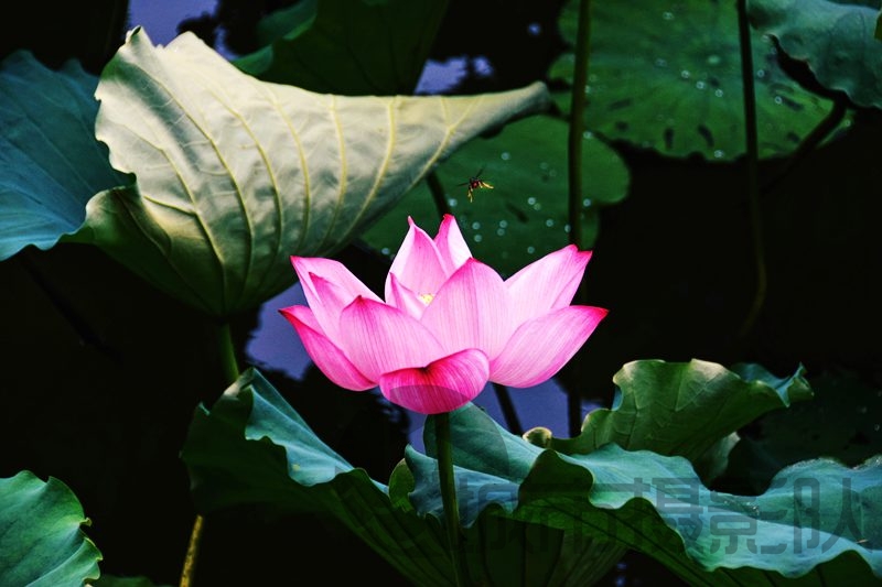 东湖植物之美