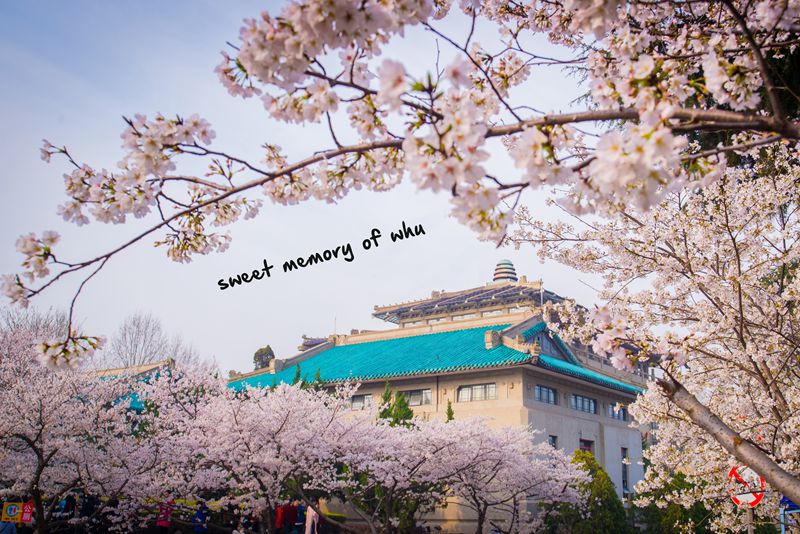 武汉大学行政楼与樱花