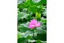 _刘凯+18672945330+荷花DSC0942