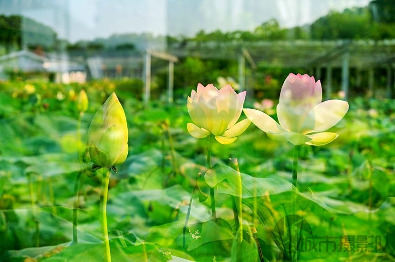 东湖的荷花飘香