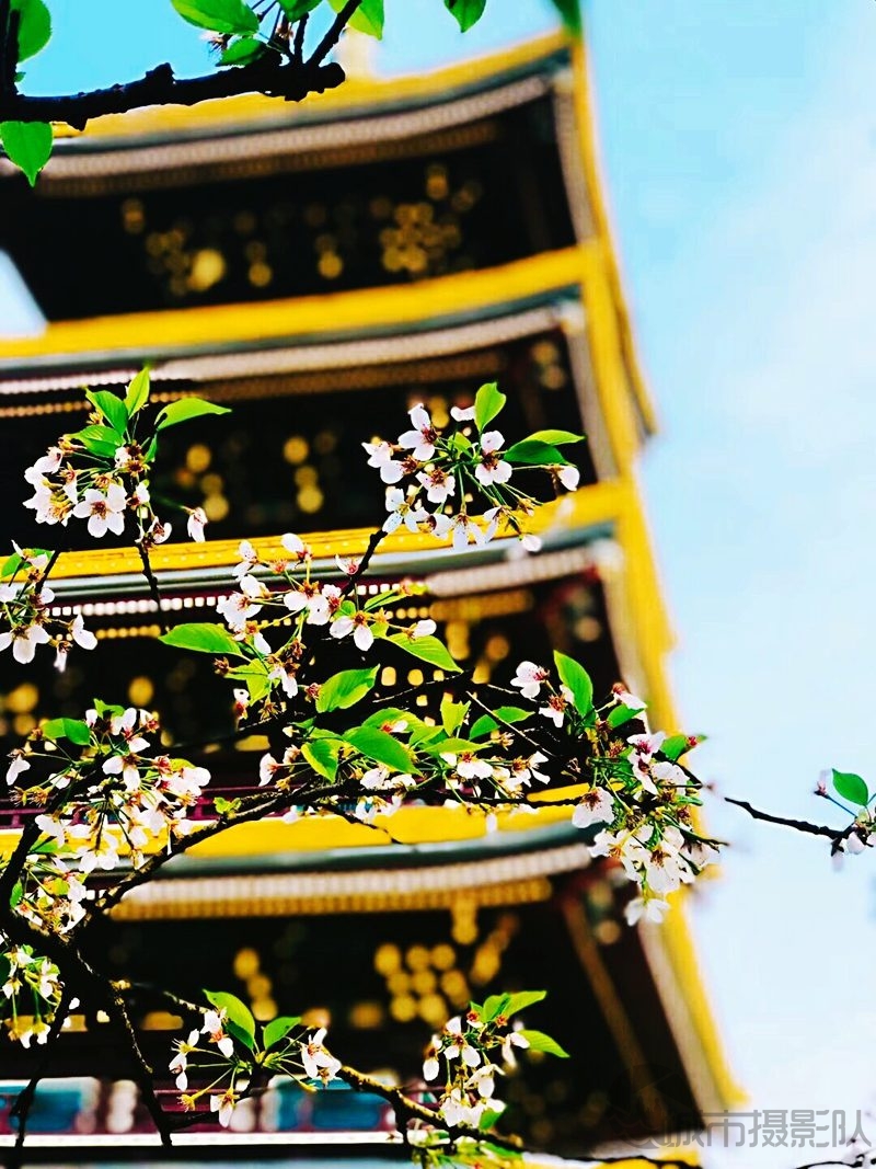 正是樱花烂漫时