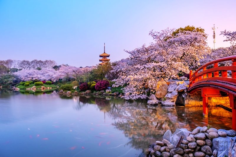 美丽的东湖樱花园