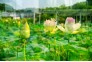 刘凯+18672945330+荷花_DSC2073