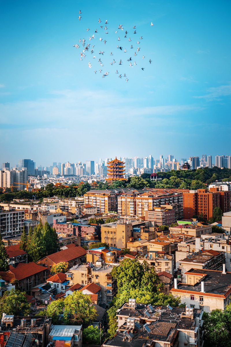 黄鹤与白鸽