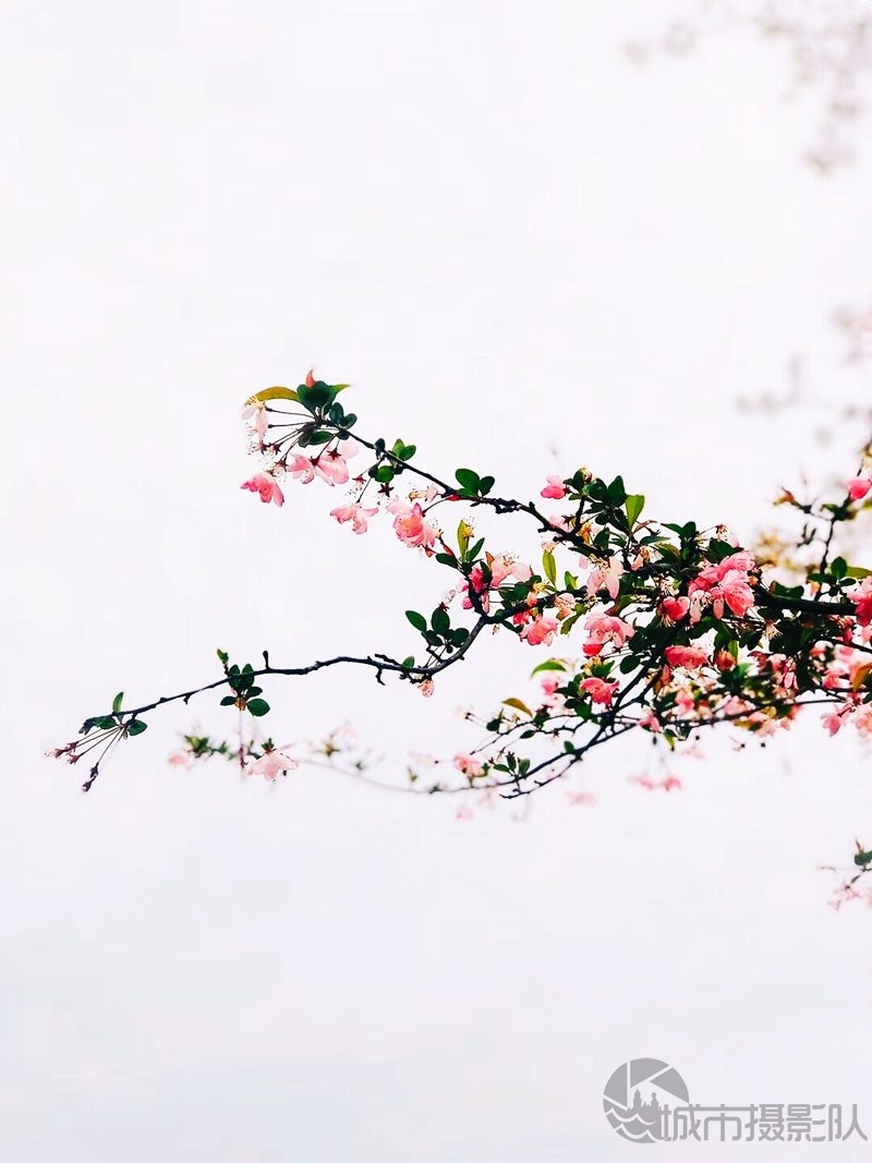 东湖植物之美-樱花园