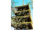东湖植物之美-樱花园，王锦摄影