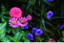 东湖里那些漂亮的野菊花，李诗雨摄影