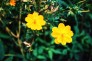 东湖里那些漂亮的野菊花，李诗雨摄影