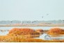 府河湿地里那些野生的鸟儿们，巫巍摄影