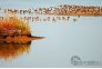 府河湿地里那些野生的鸟儿们，巫巍摄影