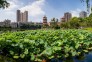 公园荷香-摄于宝岛公园，韩昶光摄影