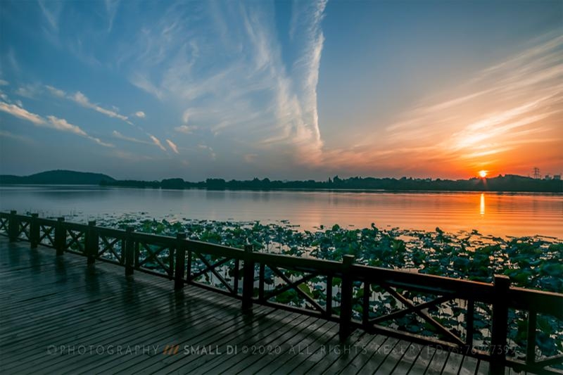 夕阳下的荷花-后官湖湿地公园步行栈道