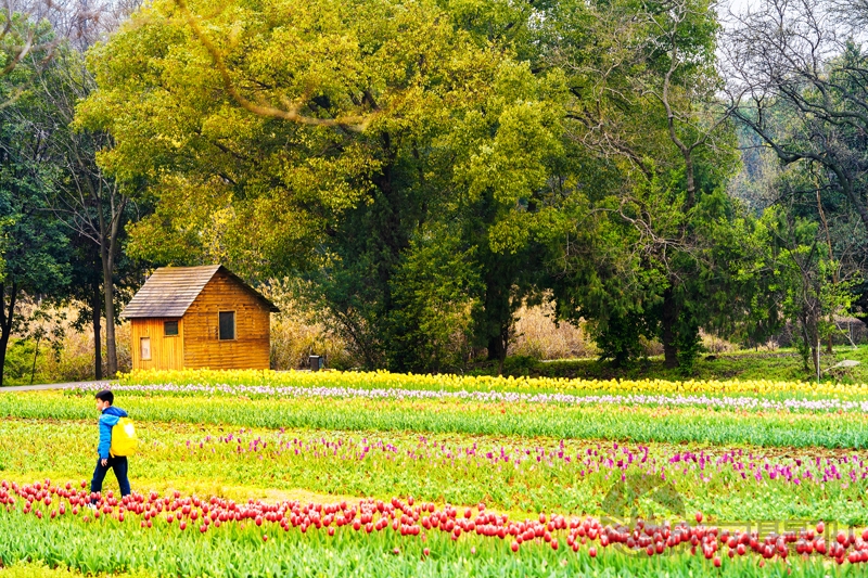 植物园李花油菜花交相辉映