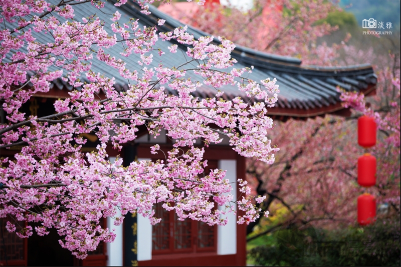 东湖樱花园一角