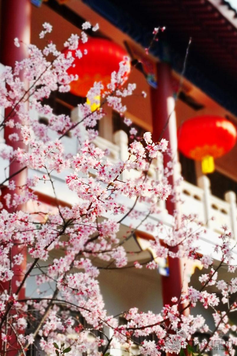 庭院深深花几许