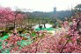 万株樱花等你来赏