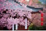 东湖樱花园一角