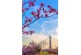 红花绿草点缀青山江滩