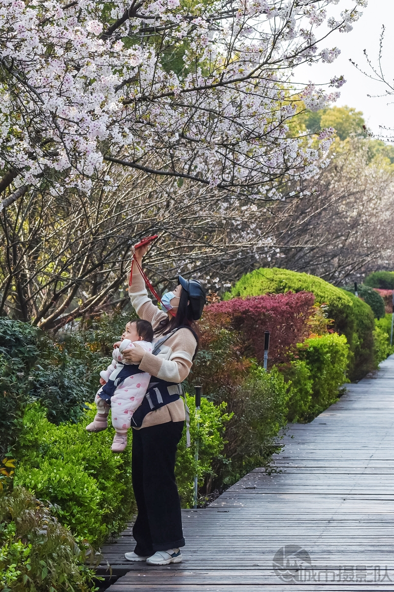 江滩樱花惹人醉