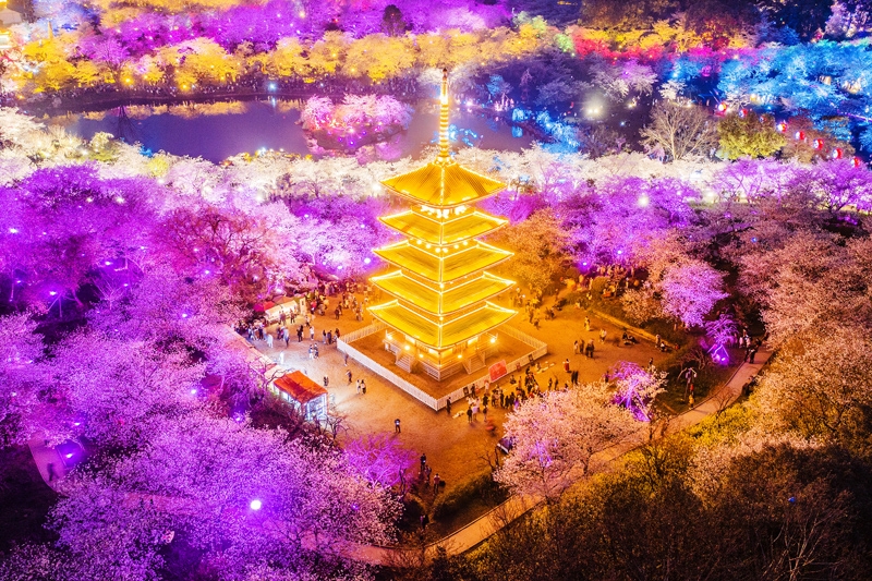 夜色东湖樱花园美轮美奂