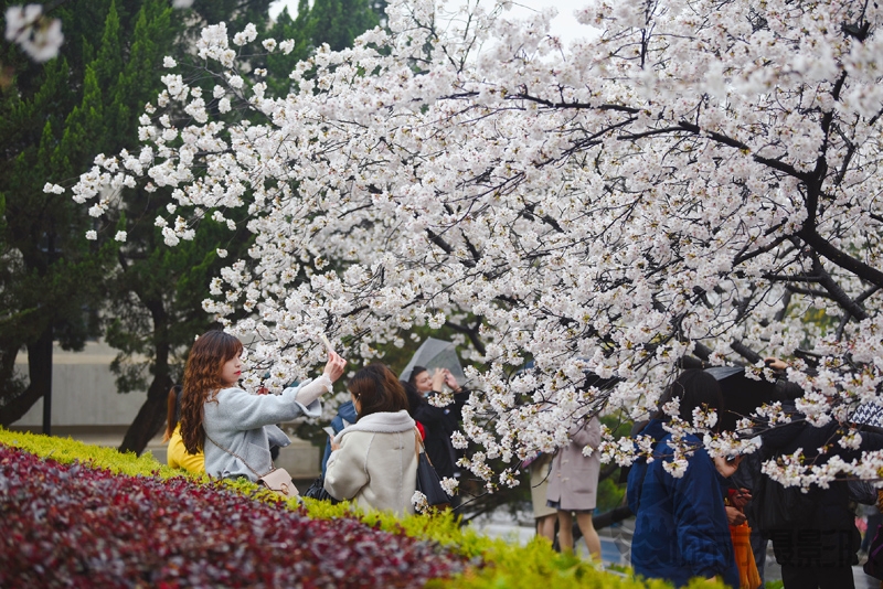 樱花树下游人醉