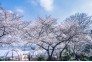 2021年3月14日，武汉阳光明媚，市民游客来到汉阳晴川阁晴川酒店游江滩，逛晴川古迹，欣赏樱花之美。 