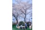 2021年3月14日，武汉阳光明媚，市民游客来到汉阳晴川阁晴川酒店游江滩，逛晴川古迹，欣赏樱花之美。 