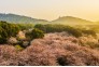 2021年3月14日清晨，湖北武汉东湖樱花园弥漫着清香和雾气，园中盛开的樱花与朝霞交相辉映，宛如仙境。