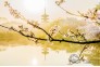 2021年3月14日清晨，湖北武汉东湖樱花园弥漫着清香和雾气，园中盛开的樱花与朝霞交相辉映，宛如仙境。