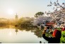 2021年3月14日清晨，湖北武汉东湖樱花园弥漫着清香和雾气，园中盛开的樱花与朝霞交相辉映，宛如仙境。