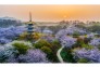 2021年3月14日清晨，湖北武汉东湖樱花园弥漫着清香和雾气，园中盛开的樱花与朝霞交相辉映，宛如仙境。