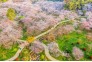 2021年3月14日清晨，湖北武汉东湖樱花园弥漫着清香和雾气，园中盛开的樱花与朝霞交相辉映，宛如仙境。