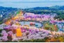 夜色东湖樱花园美轮美奂