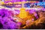 夜色东湖樱花园美轮美奂