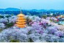 夜色东湖樱花园美轮美奂