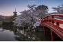 3月14日，天气晴好，武汉东湖樱花园繁花似锦，游人如织。