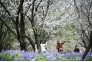 3月14日，天气晴好，武汉东湖樱花园繁花似锦，游人如织。