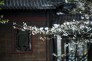 3月14日，天气晴好，武汉东湖樱花园繁花似锦，游人如织。