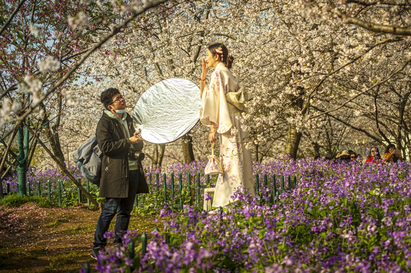 武汉东湖樱花园美不胜收