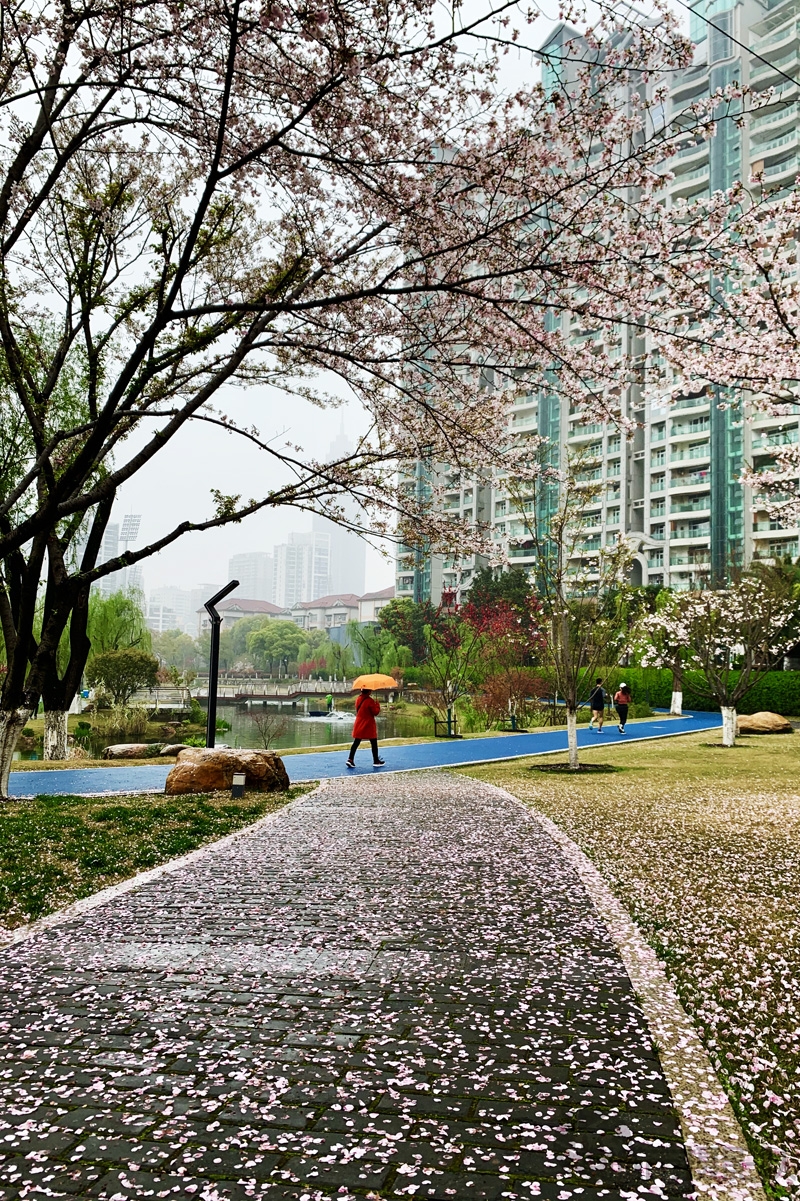 西北湖雨樱