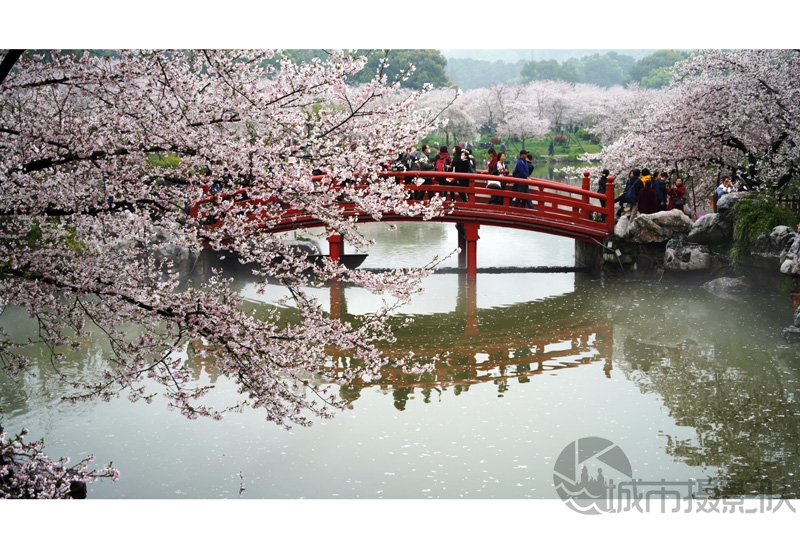 磨山樱花园美不胜收
