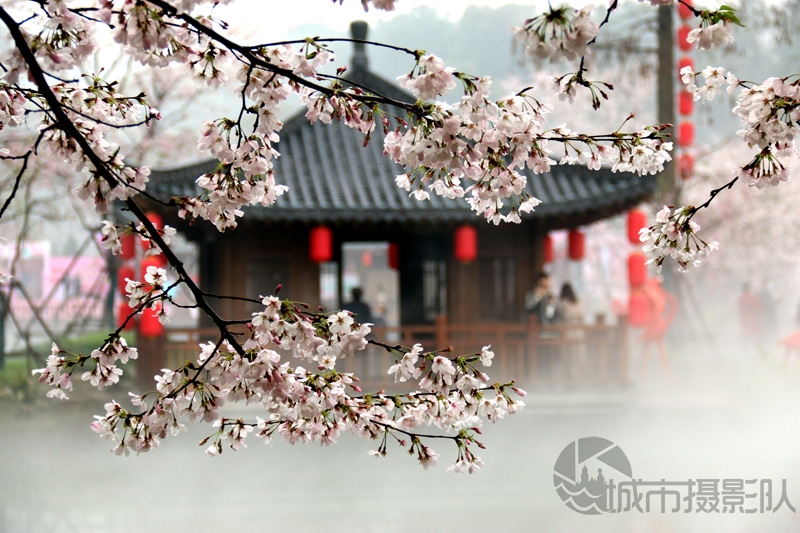 雨樱娇媚
