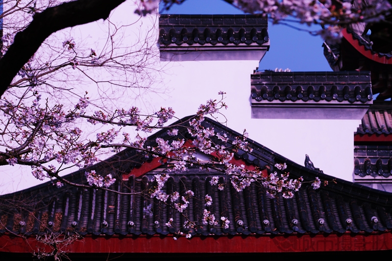 堤角花语