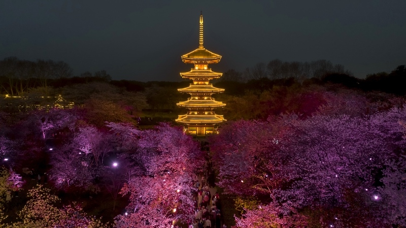 空中看樱园别样美