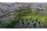 赏花季航拍东湖樱园，如梦如幻满园芳。
