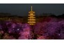 赏花季航拍东湖樱园，如梦如幻满园芳。