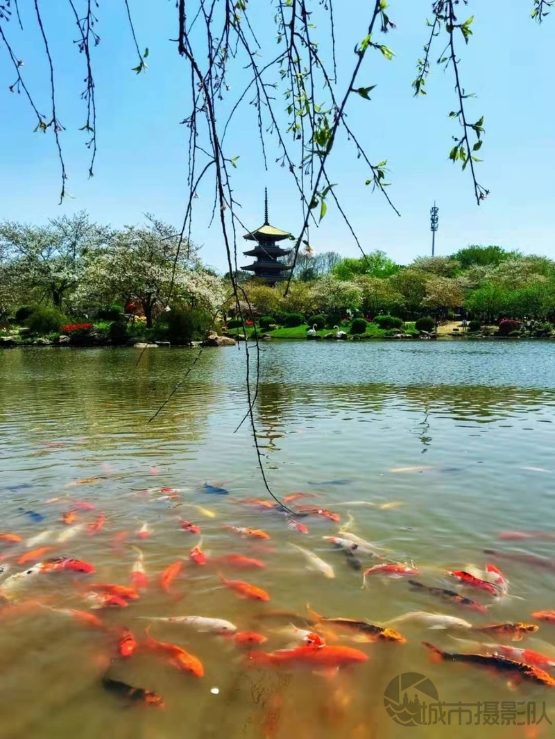 樱园观鱼