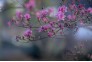 武汉东湖绿道两旁，火红的杜鹃花开得正好。