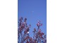 3月22日，武汉新洲方杨花果山生态园，虽然樱花桃花盛开期已过，但红叶已露出尖尖叶，吸引众多游客。