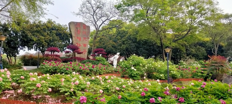 唯有牡丹增国色，正是盛花时节